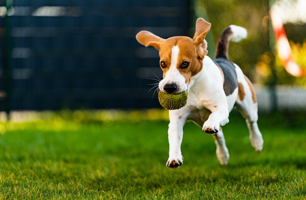 Cachorro feliz com bolinha na boca